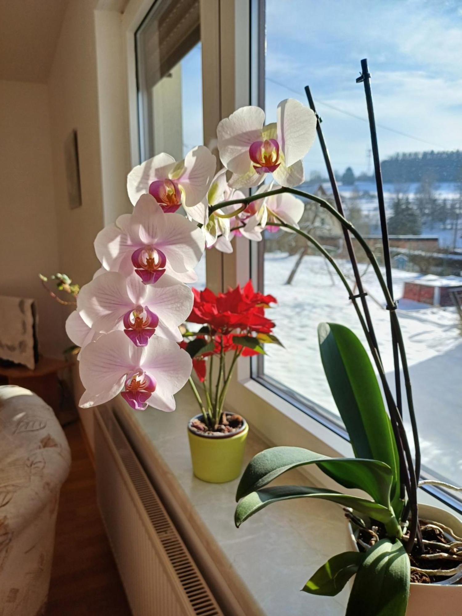 Thueringer Zimmer Suhl Exteriör bild